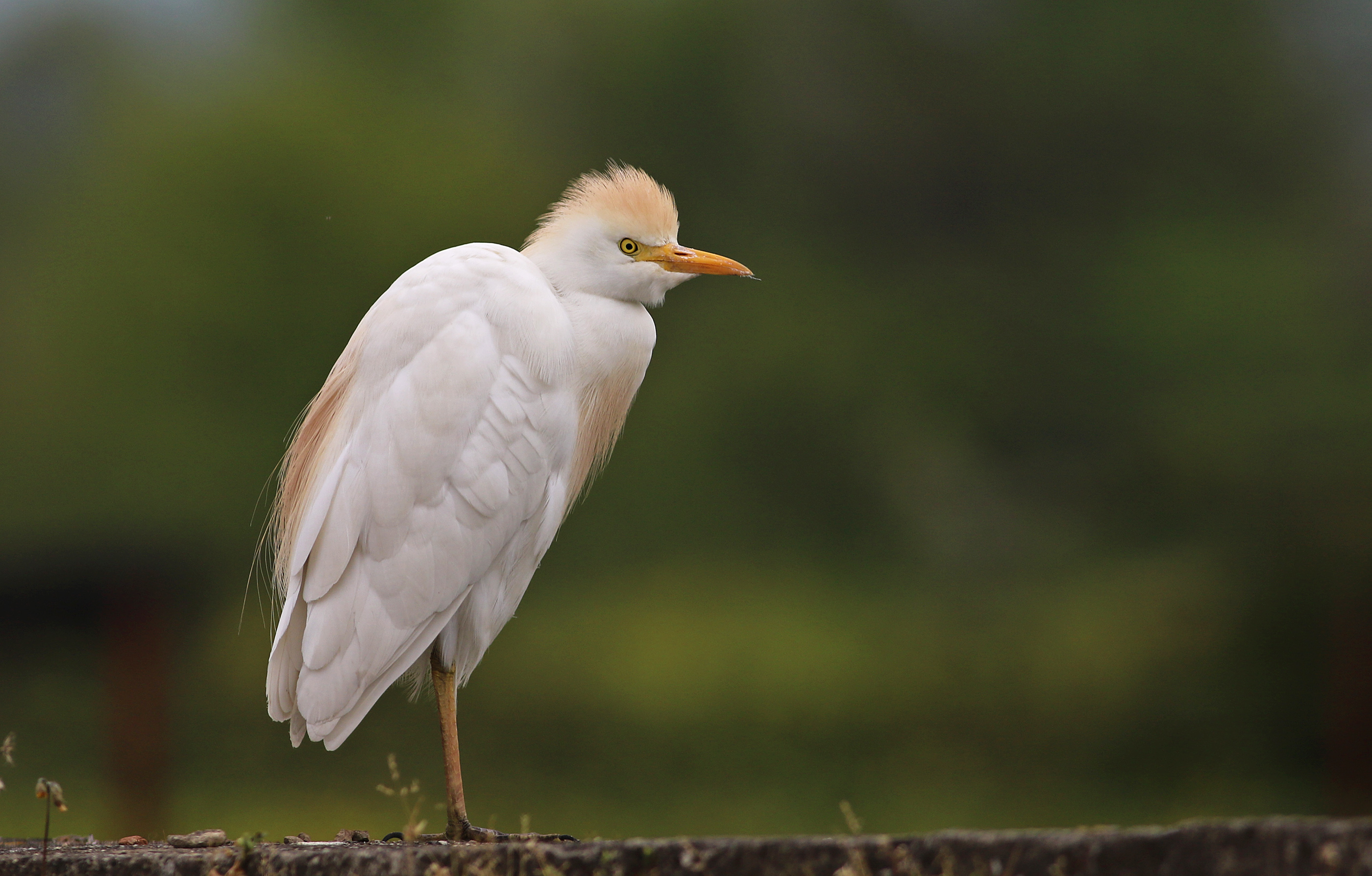 Cattle Egret